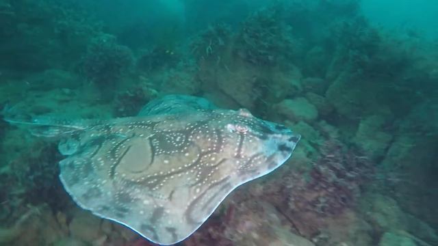 Dorset Sealife: Chesil Cove Underwater 11.09.2015 (Undulate Ray) смотреть онлайн