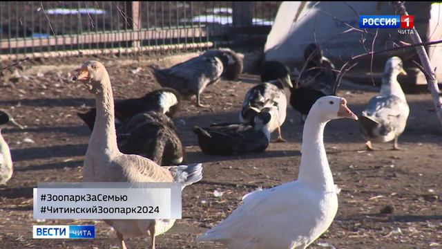 Читинский городской зоопарк подготовил акцию «Зоопарк за семью» смотреть онлайн