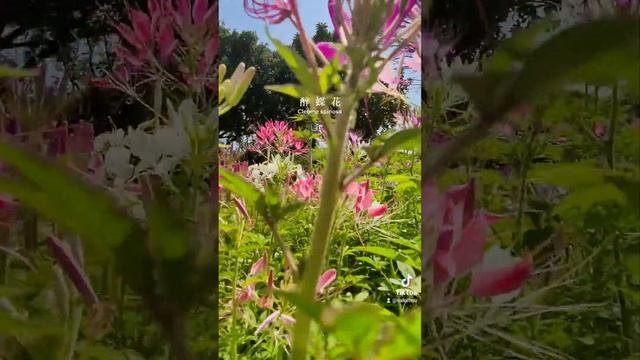 醉蝶花 Cleome spinosa， flower смотреть онлайн