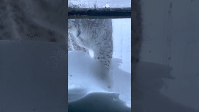 На Камчатке сняли видео с любопытным рысенком, заглянувшим в окно избушки смотреть онлайн