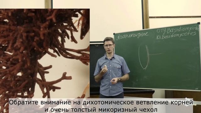 Малый практикум. 13 занятие. Отд. Basidiomycota, часть 2