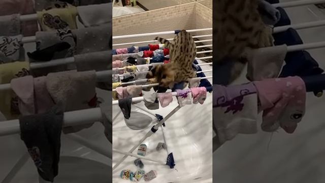 VID_20231026_135505_315.mp4