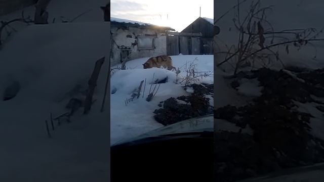 Встретили волка в деревне смотреть онлайн