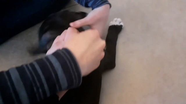 Щенок амстаффа впервые вышел на улицу. смотреть онлайн