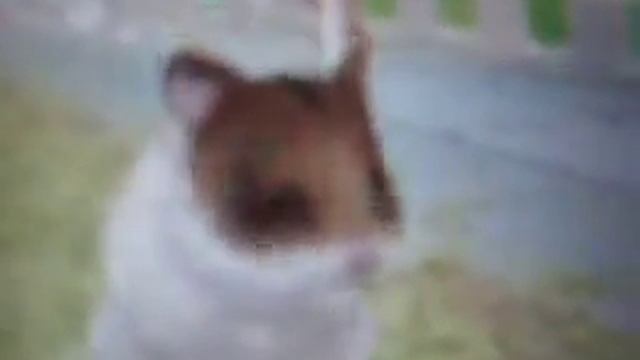 Petz Hamsterz Superstarz - My hamster eating смотреть онлайн