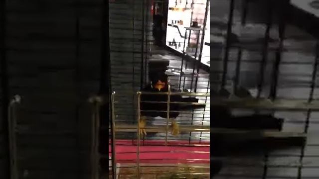 скворец говорящий смотреть онлайн