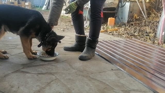 Взяли щенка на воспитание #2 смотреть онлайн