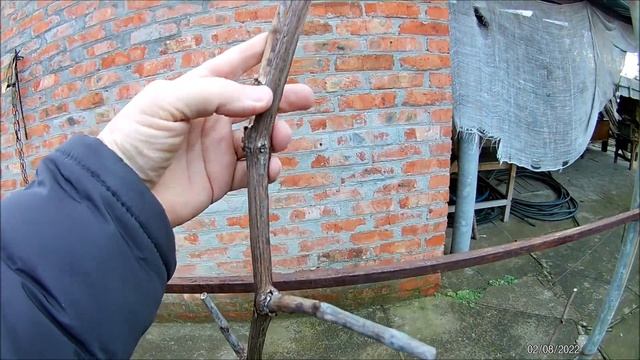 Результат перезимовки винограда Красотка смотреть онлайн