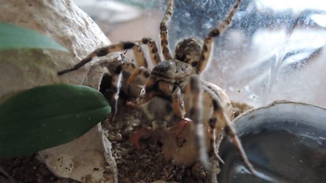 Южнорусский тарантул и майский жук. смотреть онлайн