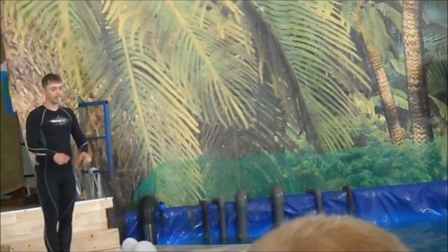 Дельфинарий, Калининград. смотреть онлайн