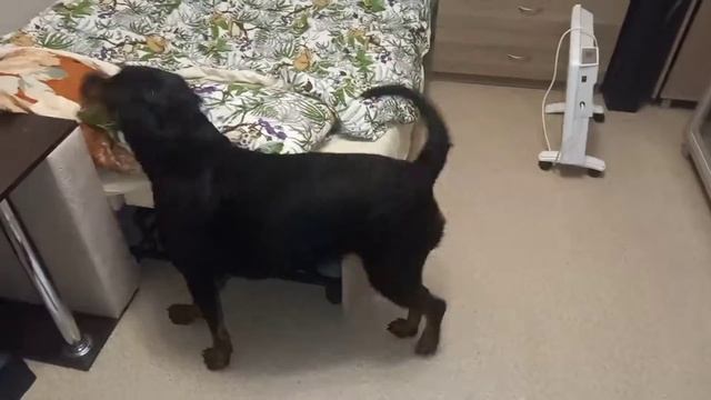 Как подготовить собаку перед выставкой.#выставка #ротвейлер #собакадругчеловека #gta #dog#собака смотреть онлайн