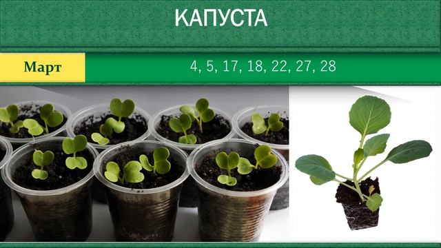 Благоприятные дни для посадки рассады в Марте 2020 года смотреть онлайн