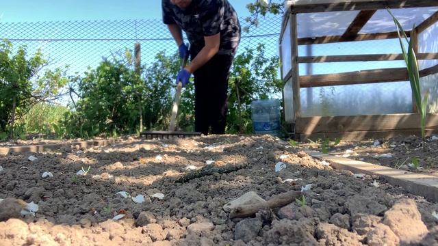 VLOG: Высадили КАБАЧКИ / Подкормка огурцов / ПОДКОРМКА КЛУБНИКИ ? смотреть онлайн