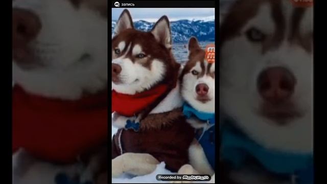 Фотки животных смотреть онлайн