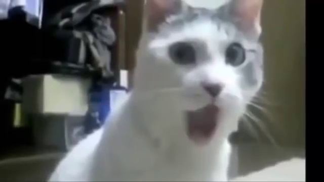 ЛУЧШЕЕ СМЕШНОЕ ВИДЕО УБОЙНЫЕ РЖАЧНЫЕ ПРИКОЛЫ (360p) смотреть онлайн