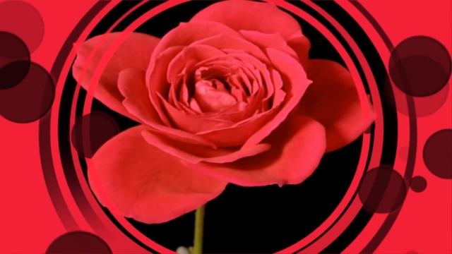 Фон для видеомонтажа Red Rose HD Video Background смотреть онлайн