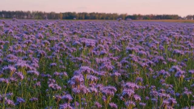 (cover) Папин Олимпос - Тёмно-оранжевый закат смотреть онлайн