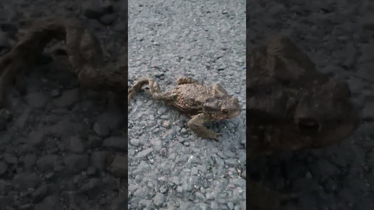 Моя дорогая. Царевна Душевное видео