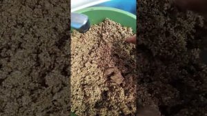 готовлю вермикулит к укоренению черенков)