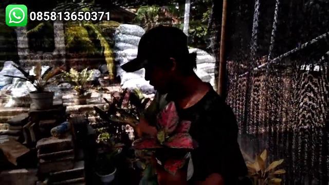 TOKO BARU BUKA, SPESIAL OBRAL MUMET ( MURAH BANGET) смотреть онлайн