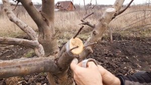 весенняя прививка яблони и груши