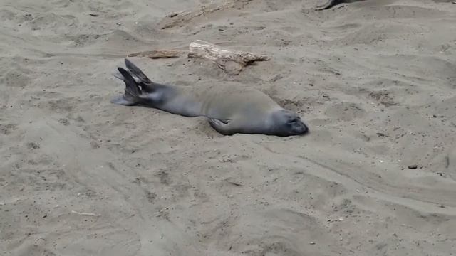 #17 ELEPHANT SEALS  At Piedras Blancas Rookery In Cambria, California.