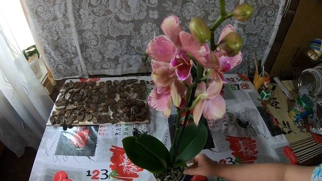 Эксклюзивная Орхидея Пират Пикоти смотреть онлайн