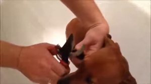 Стрижка когтей у собак в домашних условиях