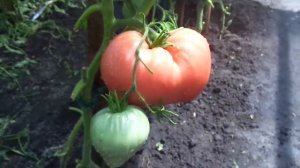 ПОСПЕЛ САМЫЙ КРУПНЫЙ ТОМАТ - ЛЮБИМЫЙ ПРАЗДНИК. Ольга Чернова.