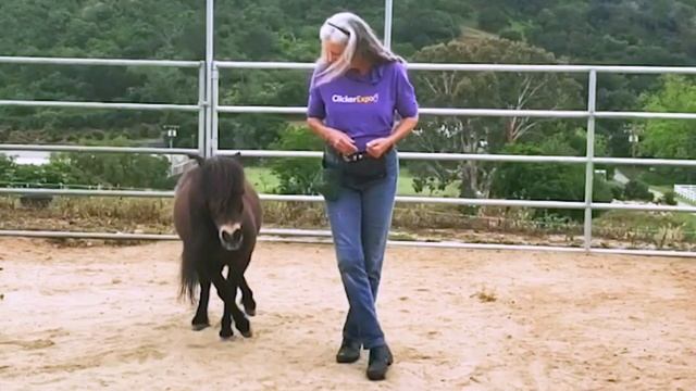 The Git Up Challenge R+ horses смотреть онлайн