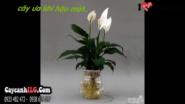 Cây Lan Ý Đẹp смотреть онлайн