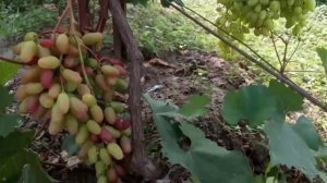 Мускатная ультра ранняя новая форма винограда, Маэстро 19 июля 2023 Виноградник Щереденкова В.А.