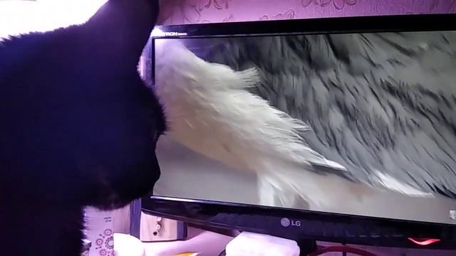 Кошка смотрит канал любимого блогера Голубь Райс и компания. смотреть онлайн