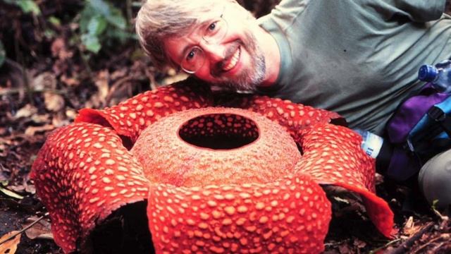 Раффлезия - самый большой цветок в мире смотреть онлайн