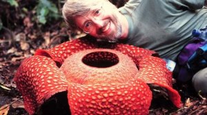 Раффлезия - самый большой цветок в мире