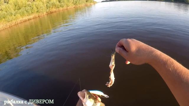 Многие не поверят, но судак это съел! Чем питается судак. На что ловить судака - фильмы ДИВЕРА смотреть онлайн