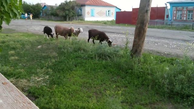 Коровы идут в деревне смотреть онлайн
