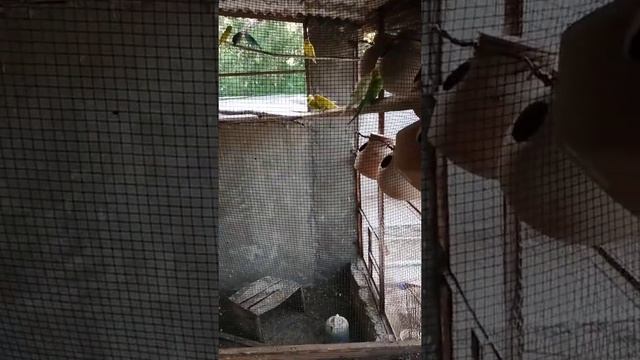 bajri parrot ki java cage main entry #java #bajriparrot #viralvideo #farrukhvlogacademy смотреть онлайн