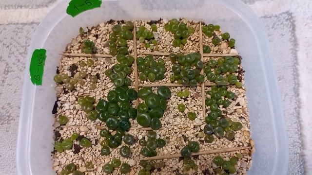 Жизнь литопсов из семян. Часть 2 смотреть онлайн