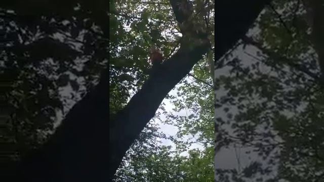 Голосеевский парк смотреть онлайн