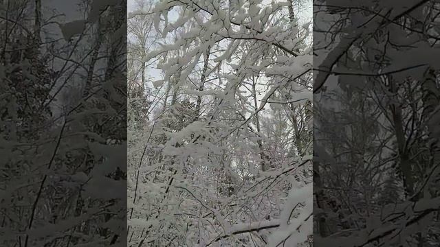 Волшебная красота зимнего леса.