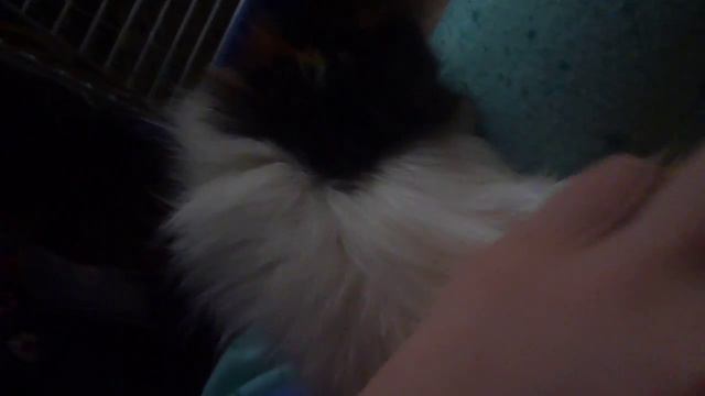 морская свинка которая мурчит) смотреть онлайн