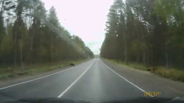 Медведи в Медвежьегорске