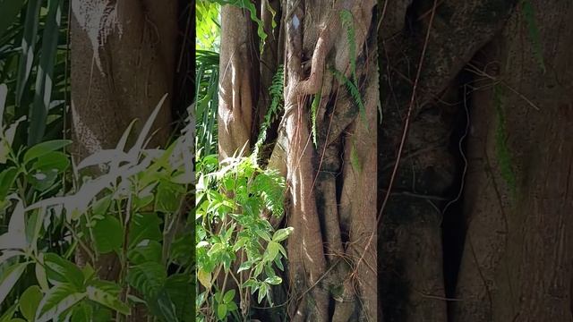 Баньян или? Огромное дерево. Най Янг. Пхукет смотреть онлайн