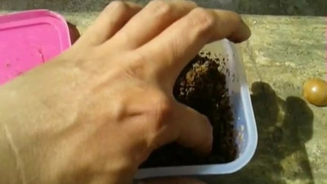 Growing Macadamia Nut From Seed смотреть онлайн