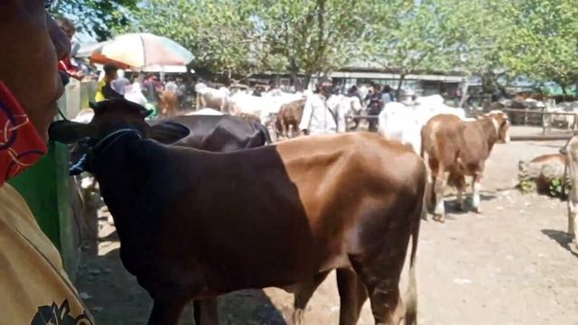 Review harga sapi bakalan jantan terbaru❗pasar Wage Bumiayu hari ini смотреть онлайн
