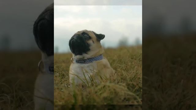 Почему СОБАКИ едят ТРАВУ на улице смотреть онлайн