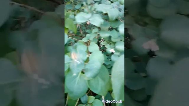 На кусте сирени куча пауков🕷🕷🕷 смотреть онлайн
