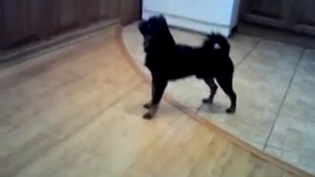 Pti Brabanson Songer