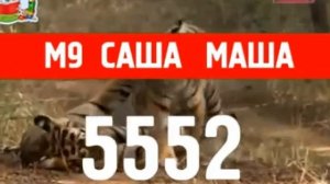 Реклама М9 Саша Маша 5552 Тигр